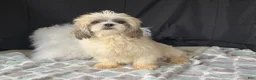 Shih Tzu dogs for sale: Jason  - Ad 6