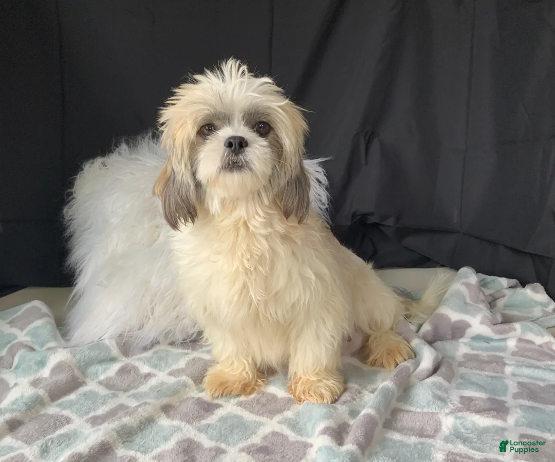 Shih Tzu dogs for sale: Jack - Ad 6