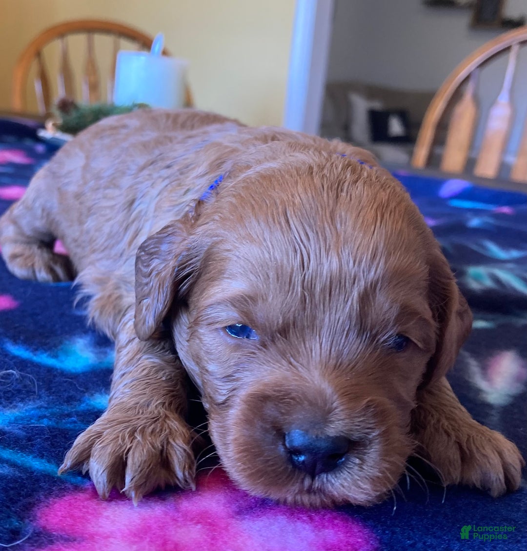 Labradoodle dogs for sale: Maverick - Ad 2