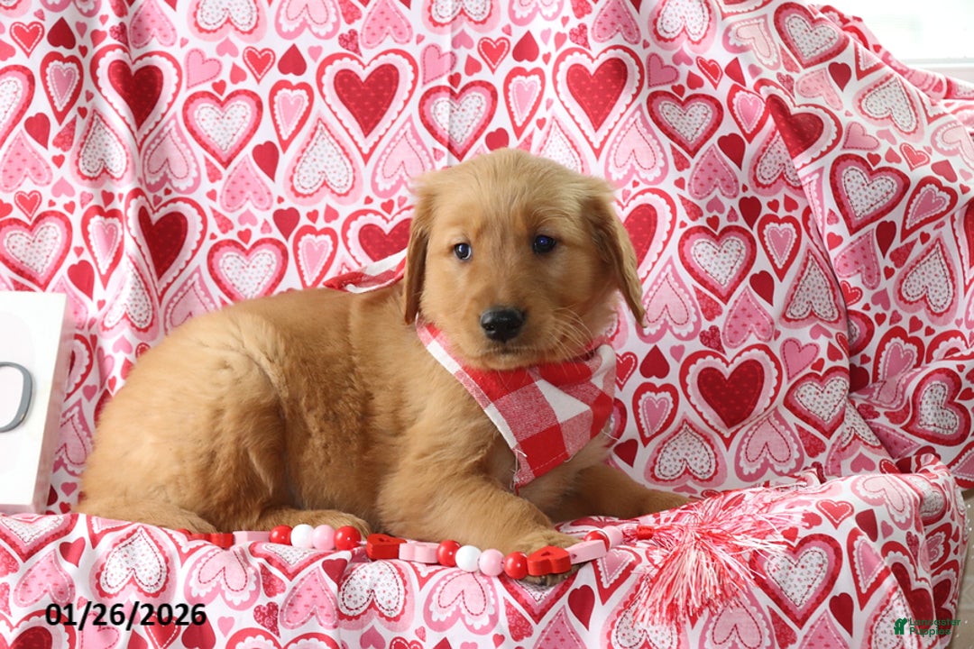 Golden Retriever dogs for sale: Radley - Ad 2