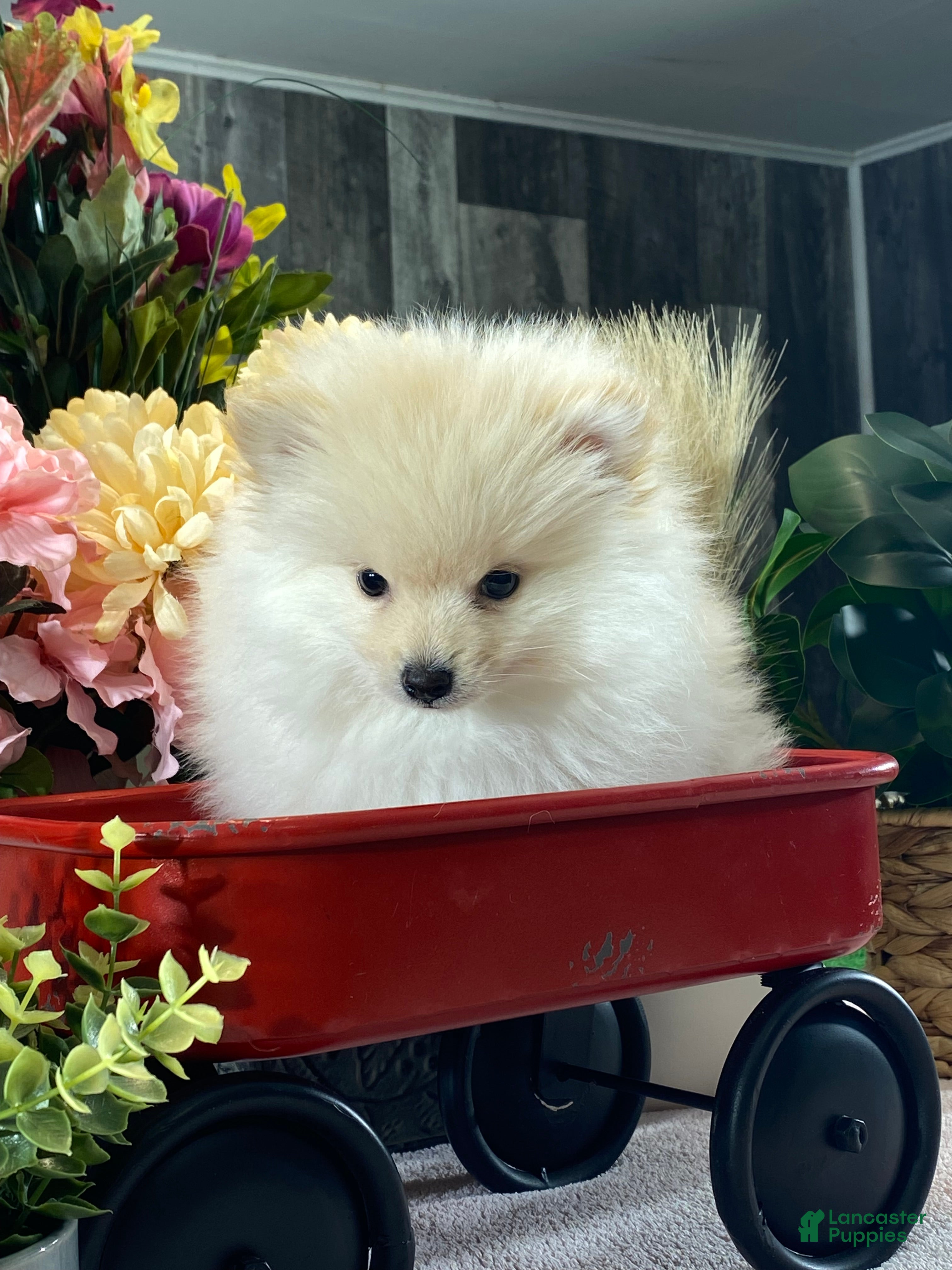 Pomeranian dogs Pete - Ad 2