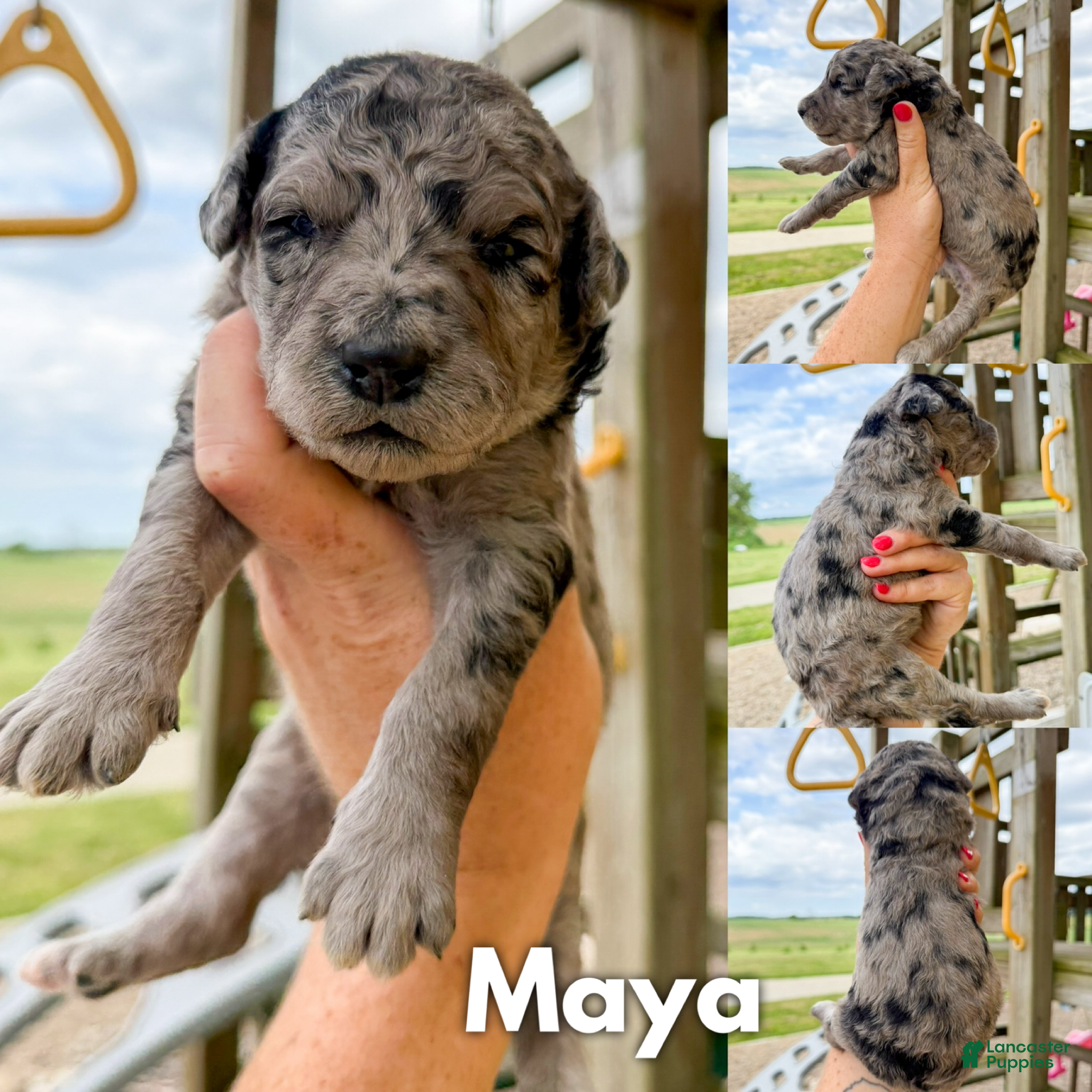 Goldendoodle dogs Maya - F1b - Ad 1