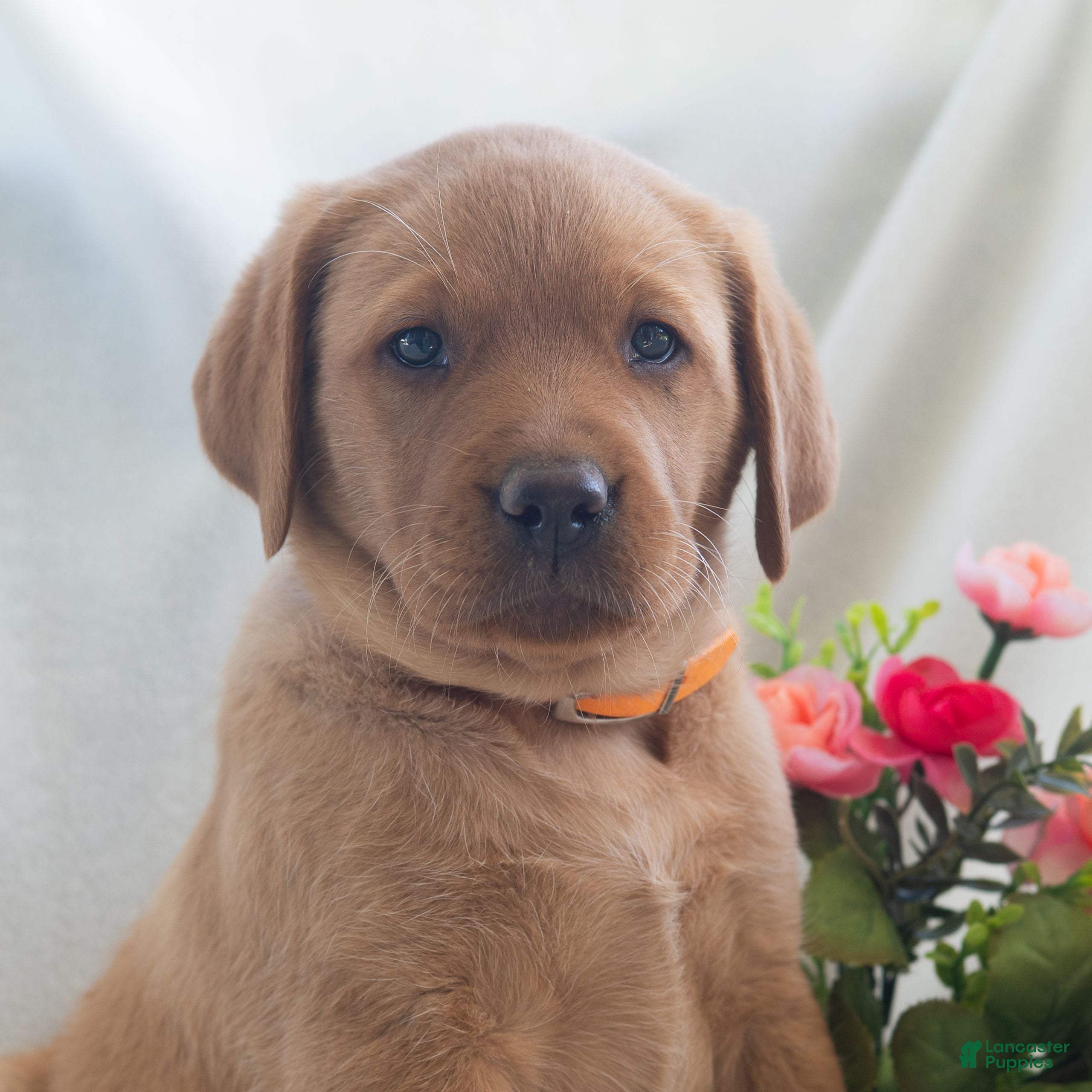 Labrador Retriever dogs Jolissa  - Ad 1