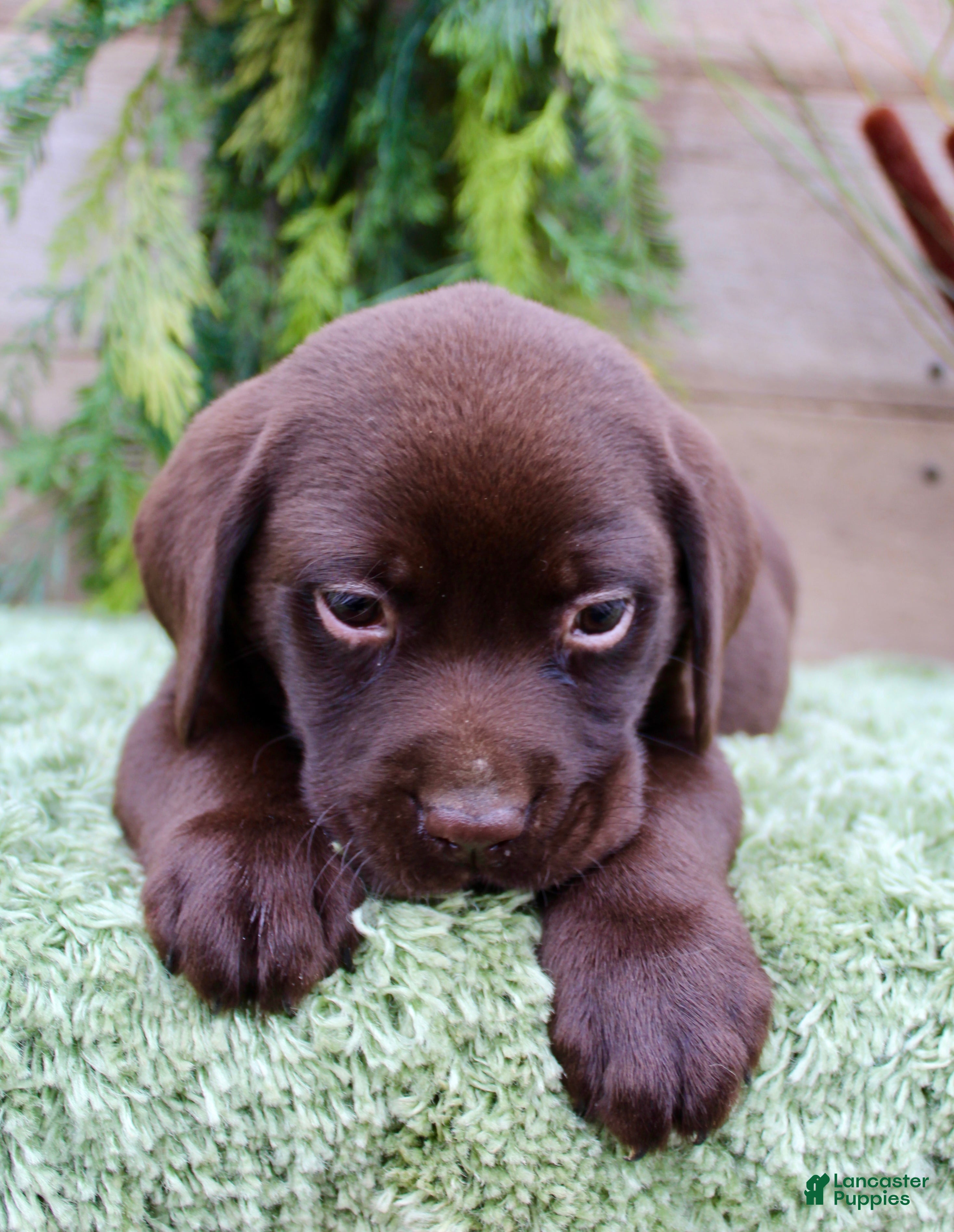 Labrador Retriever dogs Peanut - Ad 1