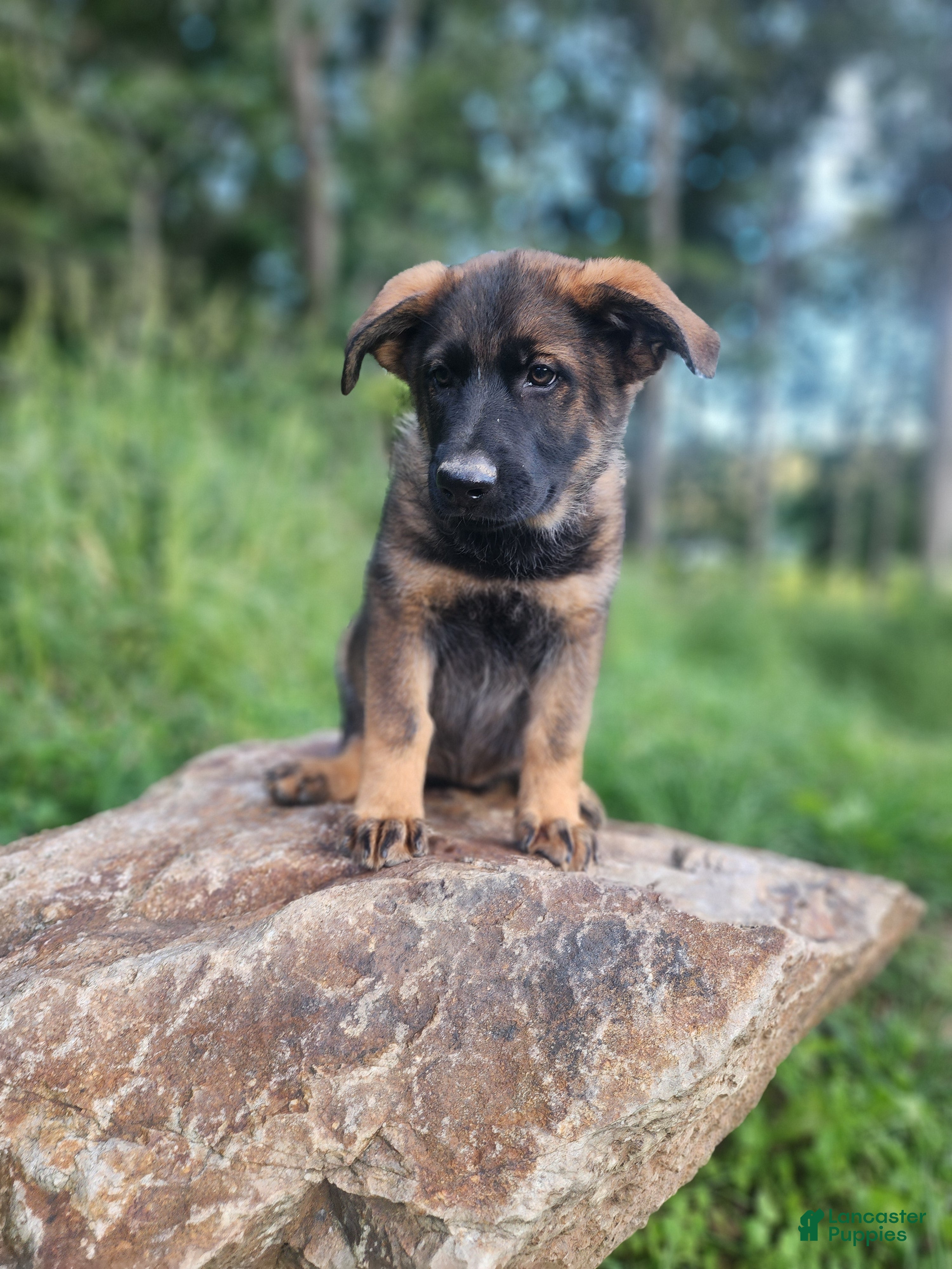 German Shepherd dogs Taska - Ad 1