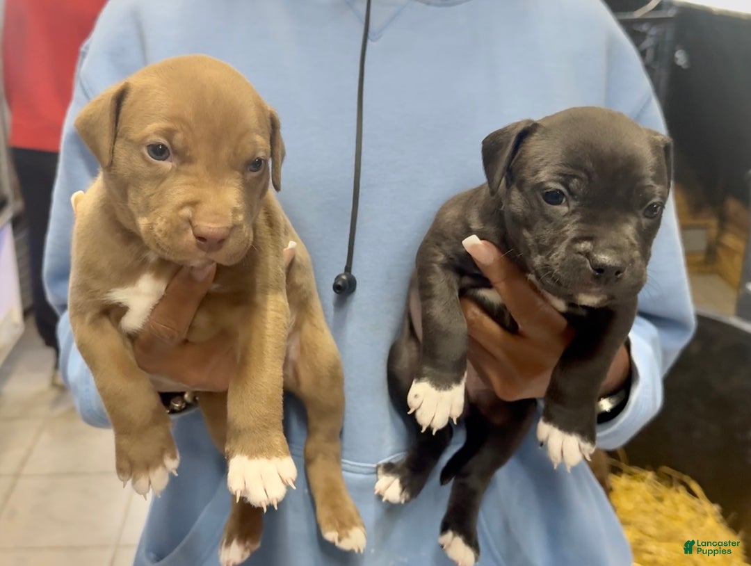 American Bully dogs for sale: American Bully Puppy 2 - Ad 2