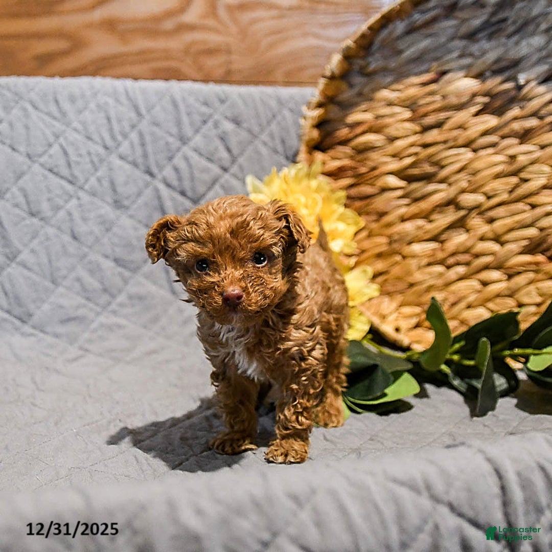 Mini Goldendoodle dogs for sale: Smokey - Ad 2