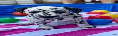 Dalmatian 4