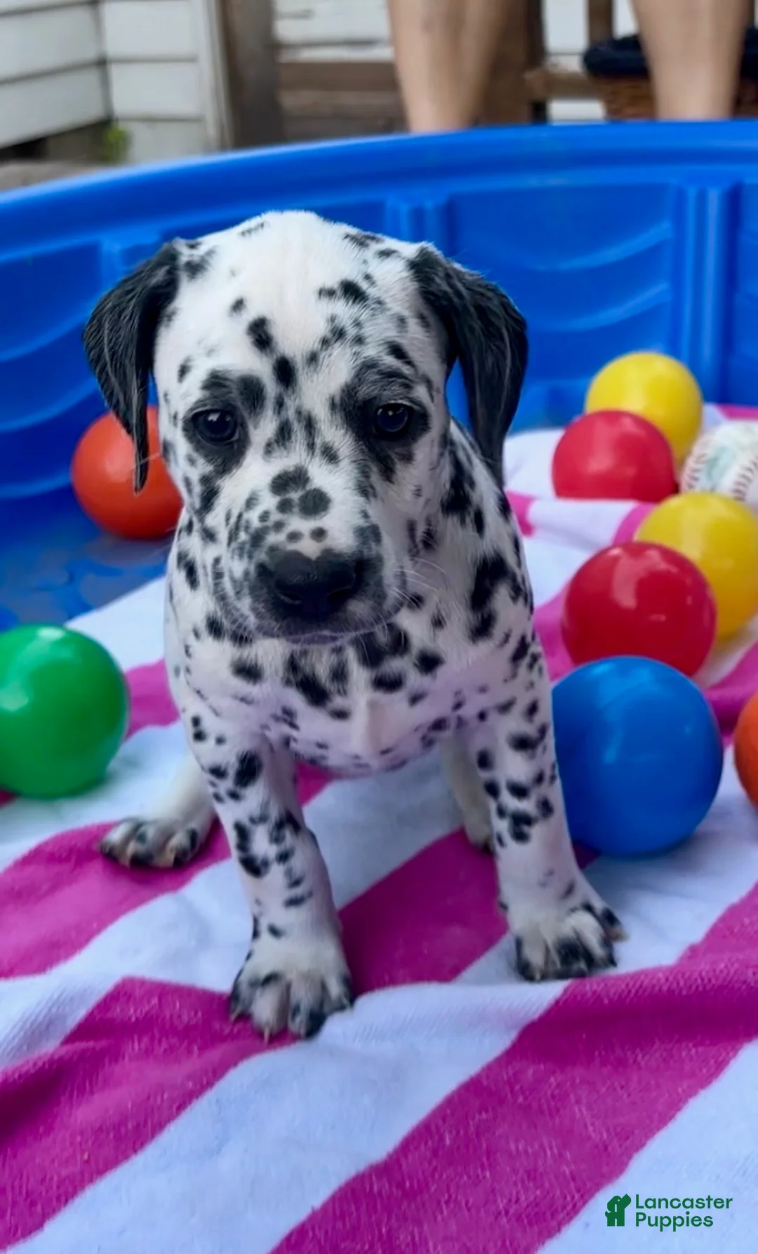 Dalmatian dogs for sale: Dalmatian 4 - Ad 1