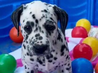 Dalmatian dogs Dalmatian 4 - Ad 4