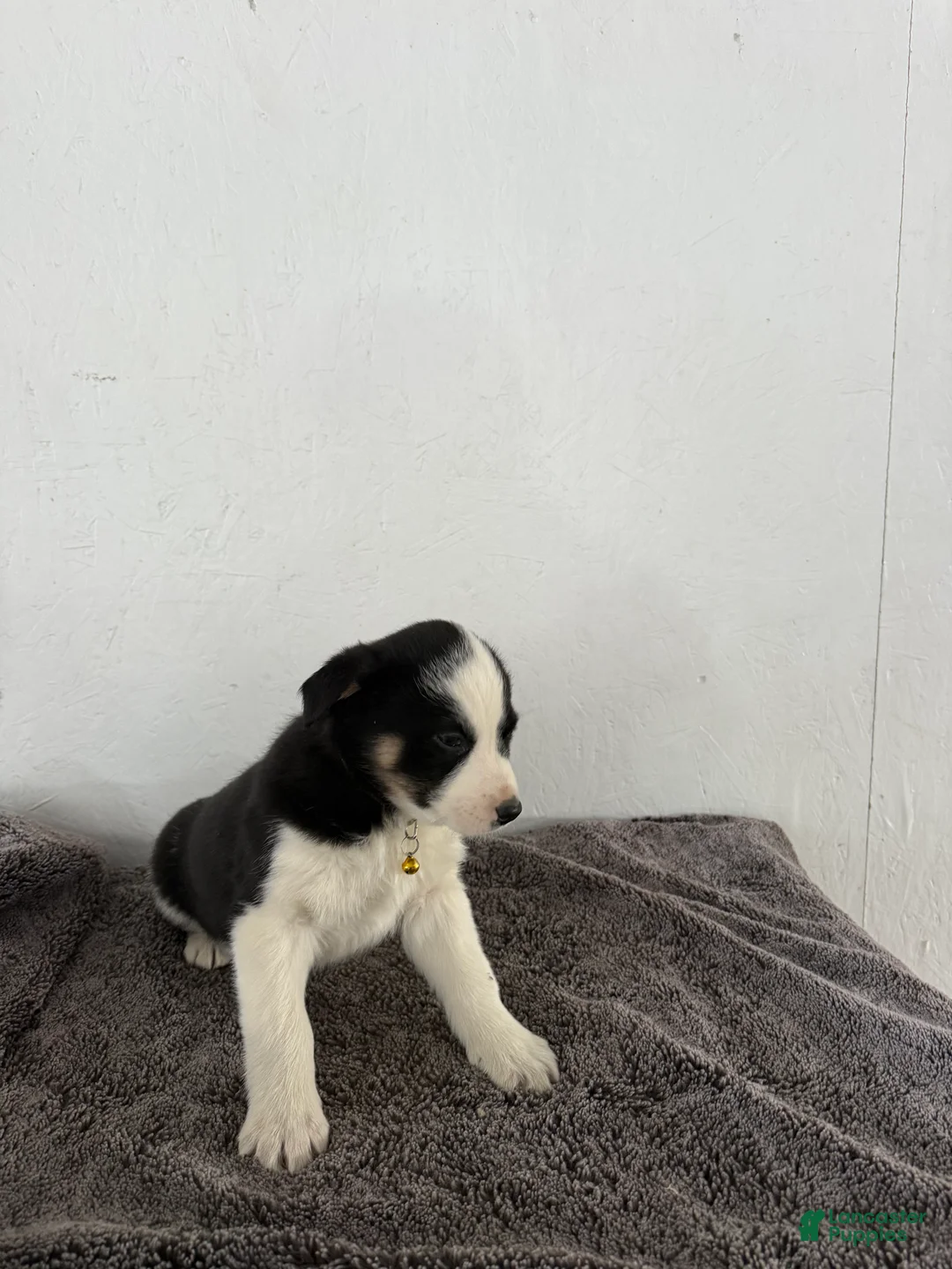 Mixed Breed dogs for sale: Panda - Ad 10