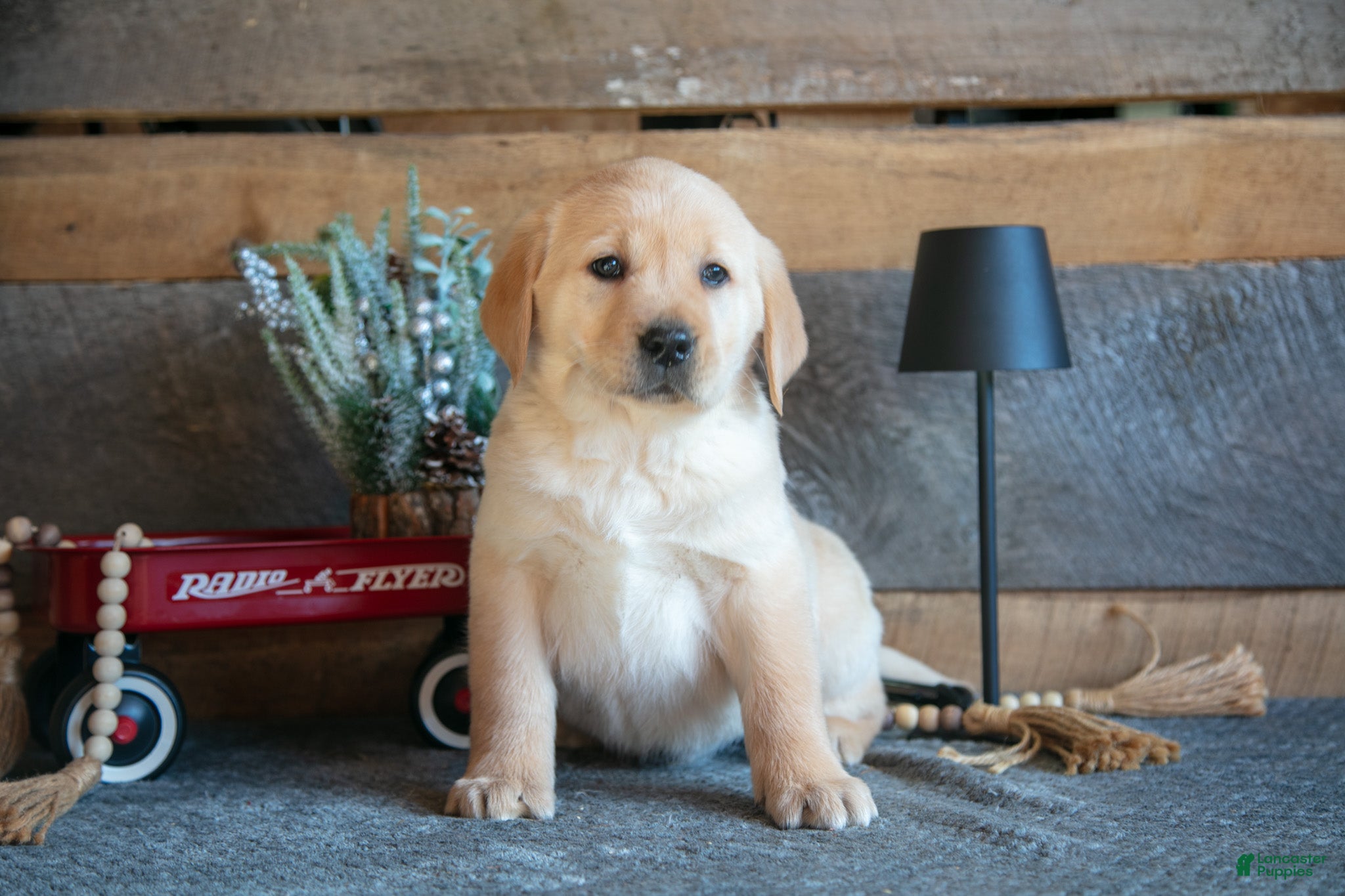 Goldador dogs Porter - Ad 6