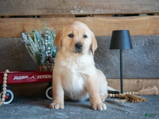 Goldador dogs Porter - Ad 1