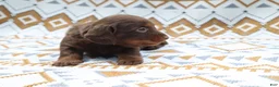 Miniature Dachshund dogs for sale: Poncho - Ad 2