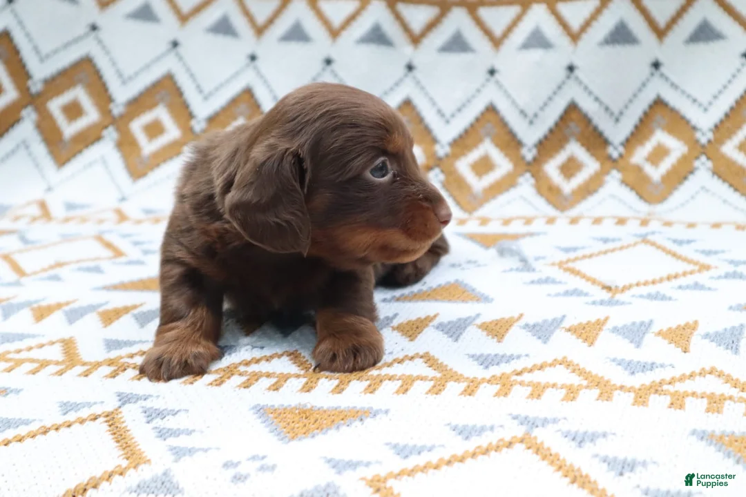 Miniature Dachshund dogs for sale: Poncho - Ad 2