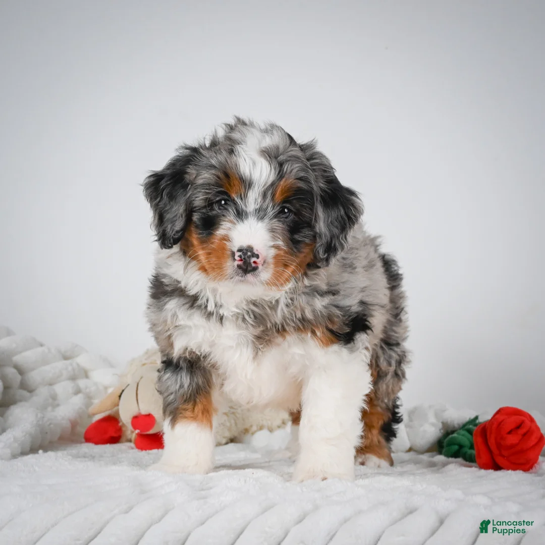 Mini Bernedoodle dogs for sale: Smokey - Ad 1