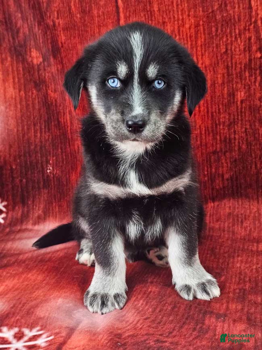 Goberian dogs for sale: Alfie - Ad 1