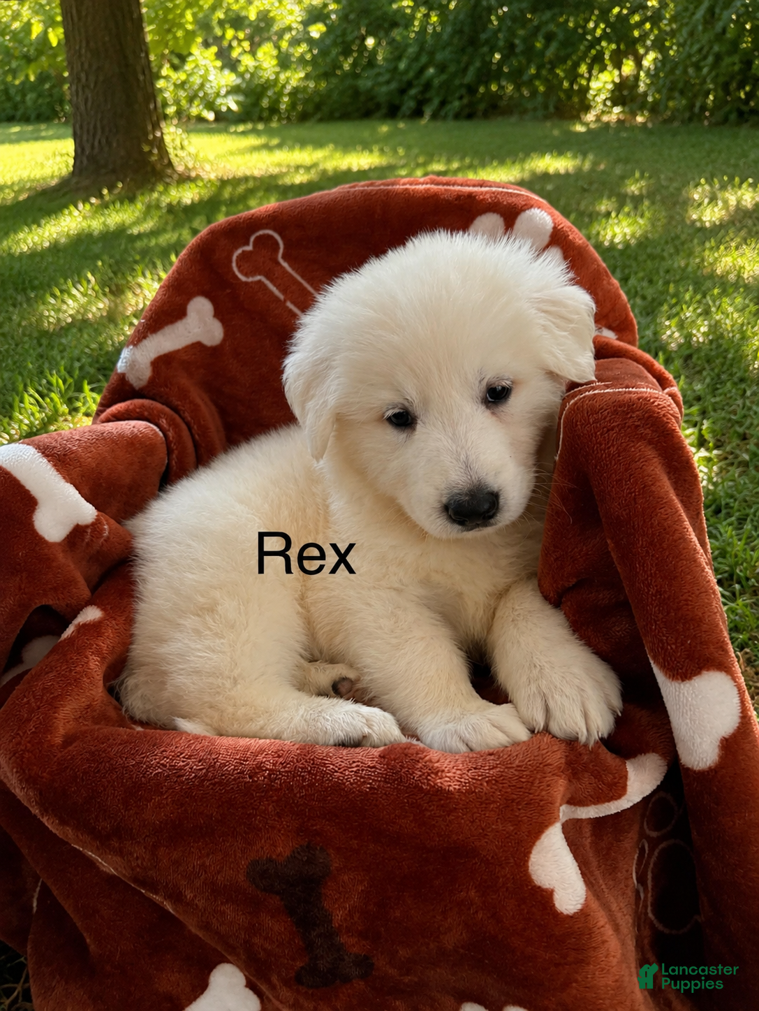 German Shepherd dogs Rex - Ad 1