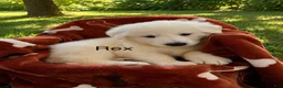 German Shepherd dogs for sale: Rex - Ad 1