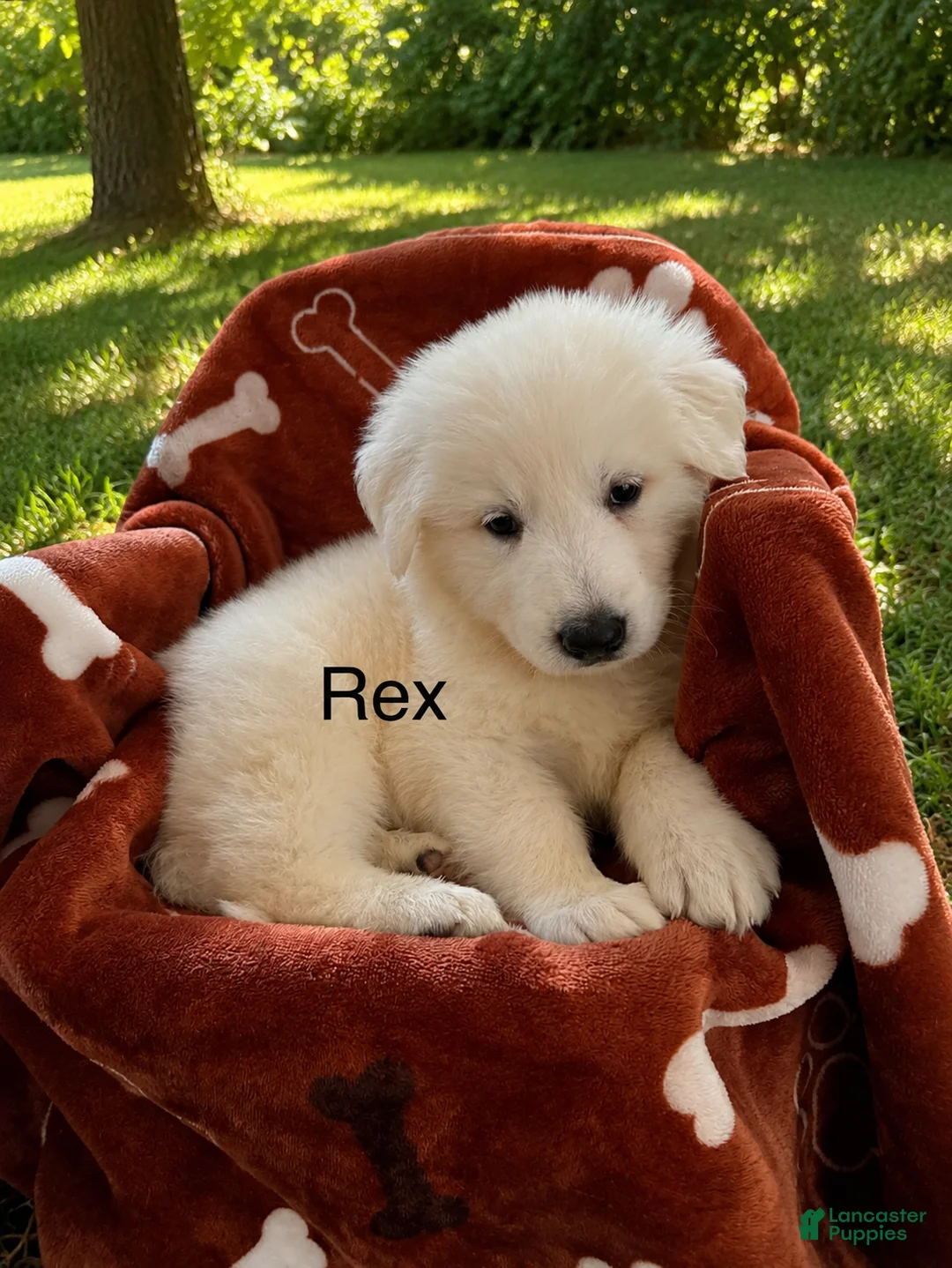 German Shepherd dogs for sale: Rex - Ad 1