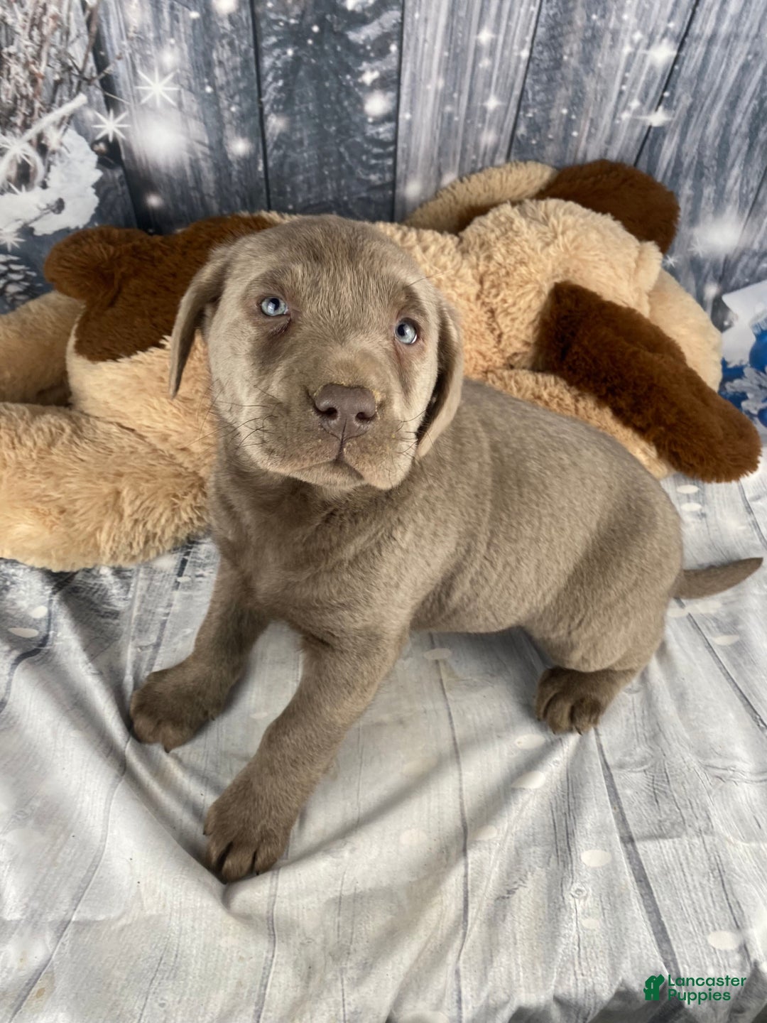 Labrador Retriever dogs for sale: Abby - Ad 1