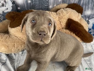 Labrador Retriever dogs Abby - Ad 5