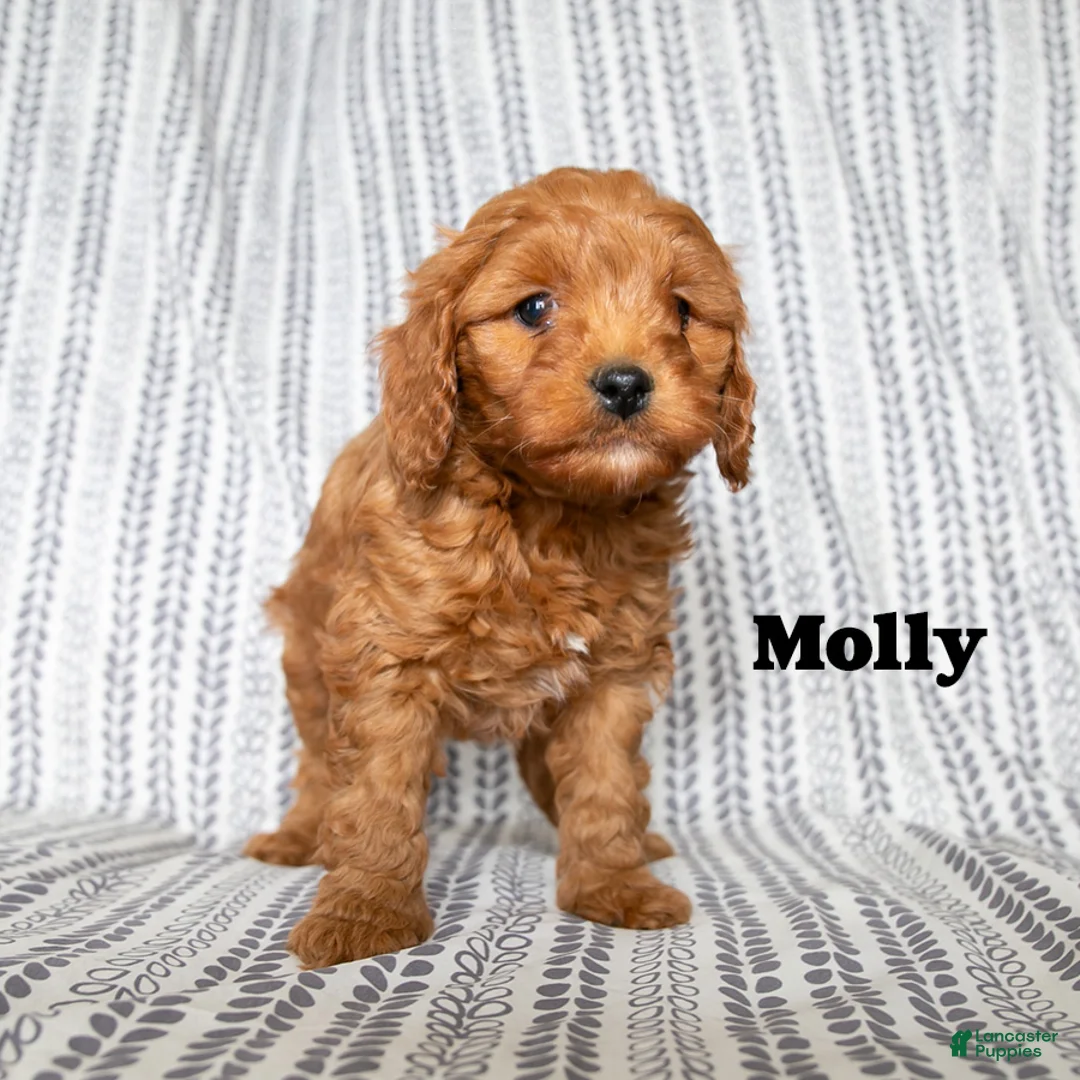 Cockapoo dogs for sale: Molly - Ad 2