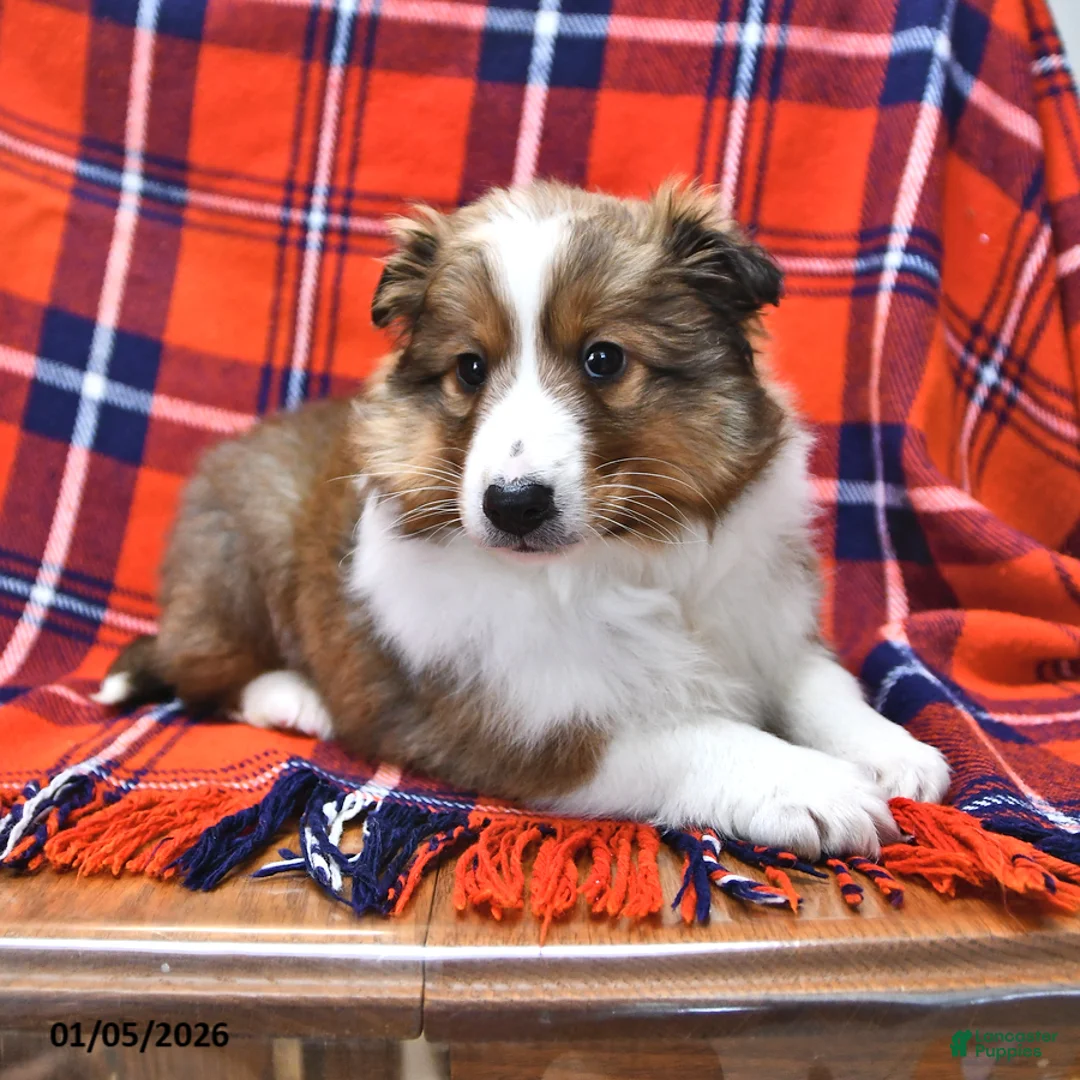 Shetland Sheepdog dogs for sale: Mr Christmas - Ad 5