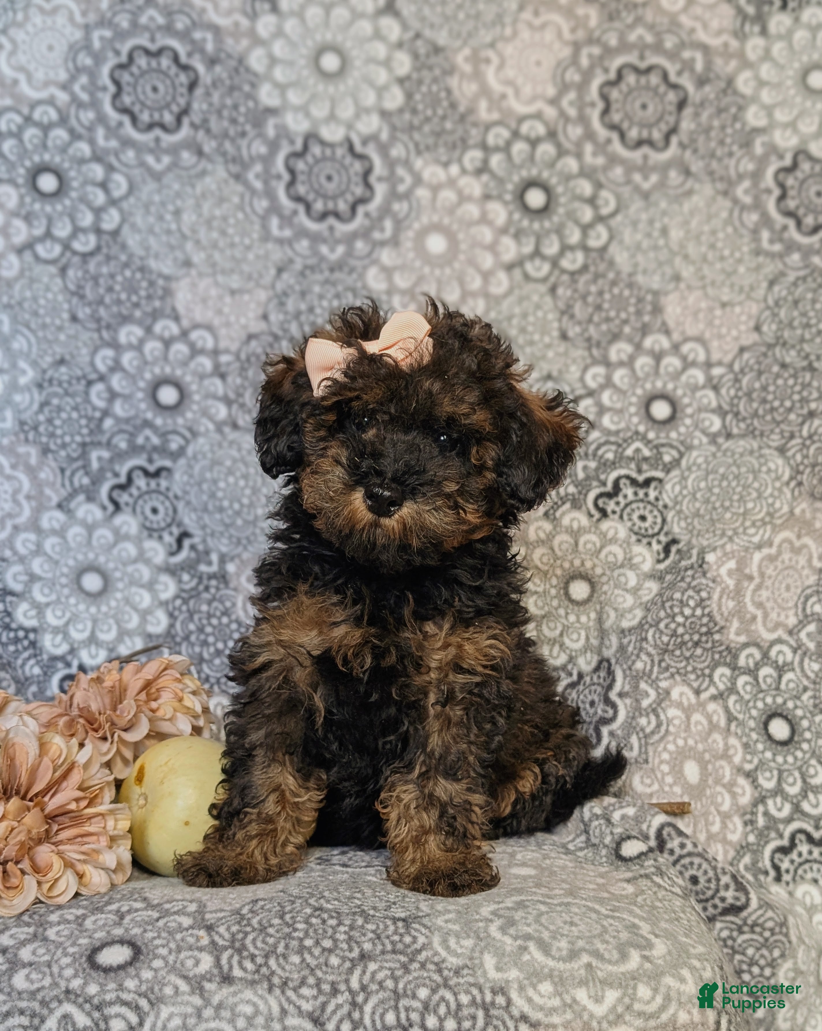 Miniature Poodle dogs for sale: Charmaine - Ad 2