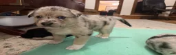 Mixed Breed dogs for sale: Mixed Breed 2 - Ad 4