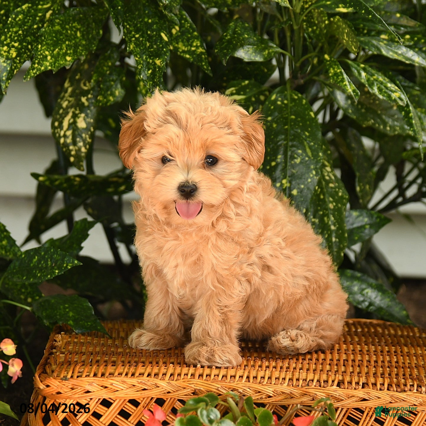 Maltipoo dogs Kermit - Ad 2