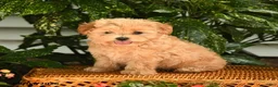 Maltipoo dogs for sale: Kermit - Ad 2