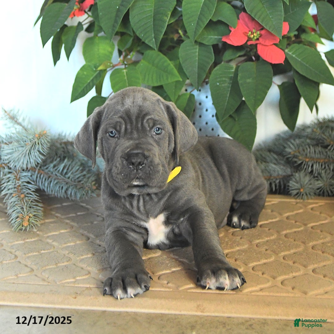 Cane Corso dogs for sale: Fir  - Ad 4