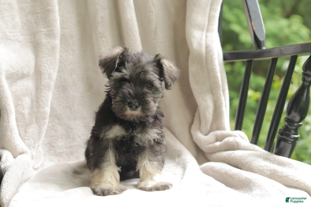 Miniature Schnauzer dogs for sale: Pete - Ad 1
