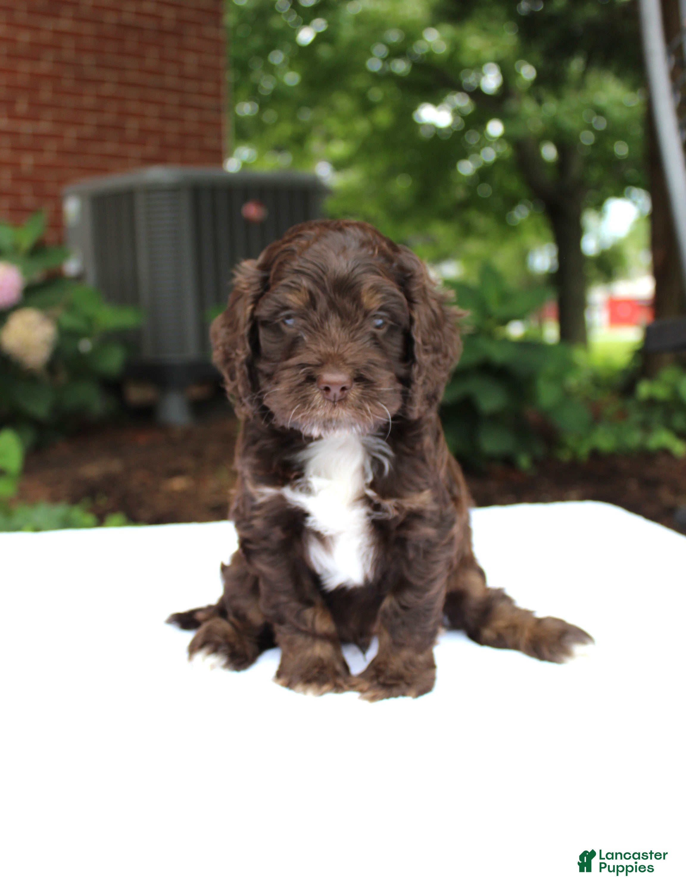 Cockapoo dogs Oliver - Ad 1