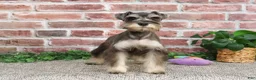 Miniature Schnauzer dogs for sale: Doris - Ad 2