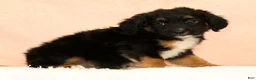 Mini Aussiedoodle dogs for sale: Larry - Ad 6
