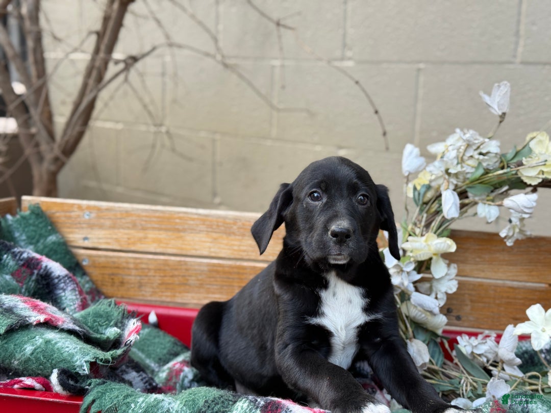 Mixed Breed dogs for sale: Ruffles - Ad 7