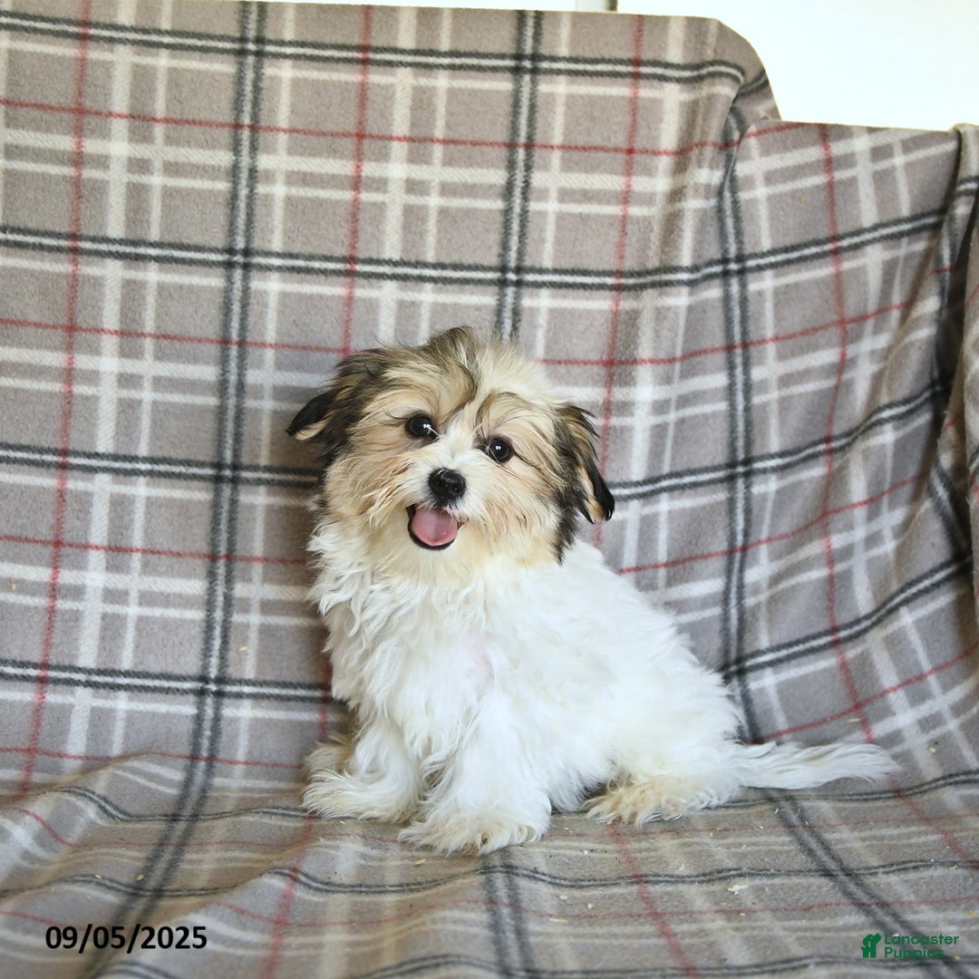 Shorkie dogs for sale: Karl - Ad 9