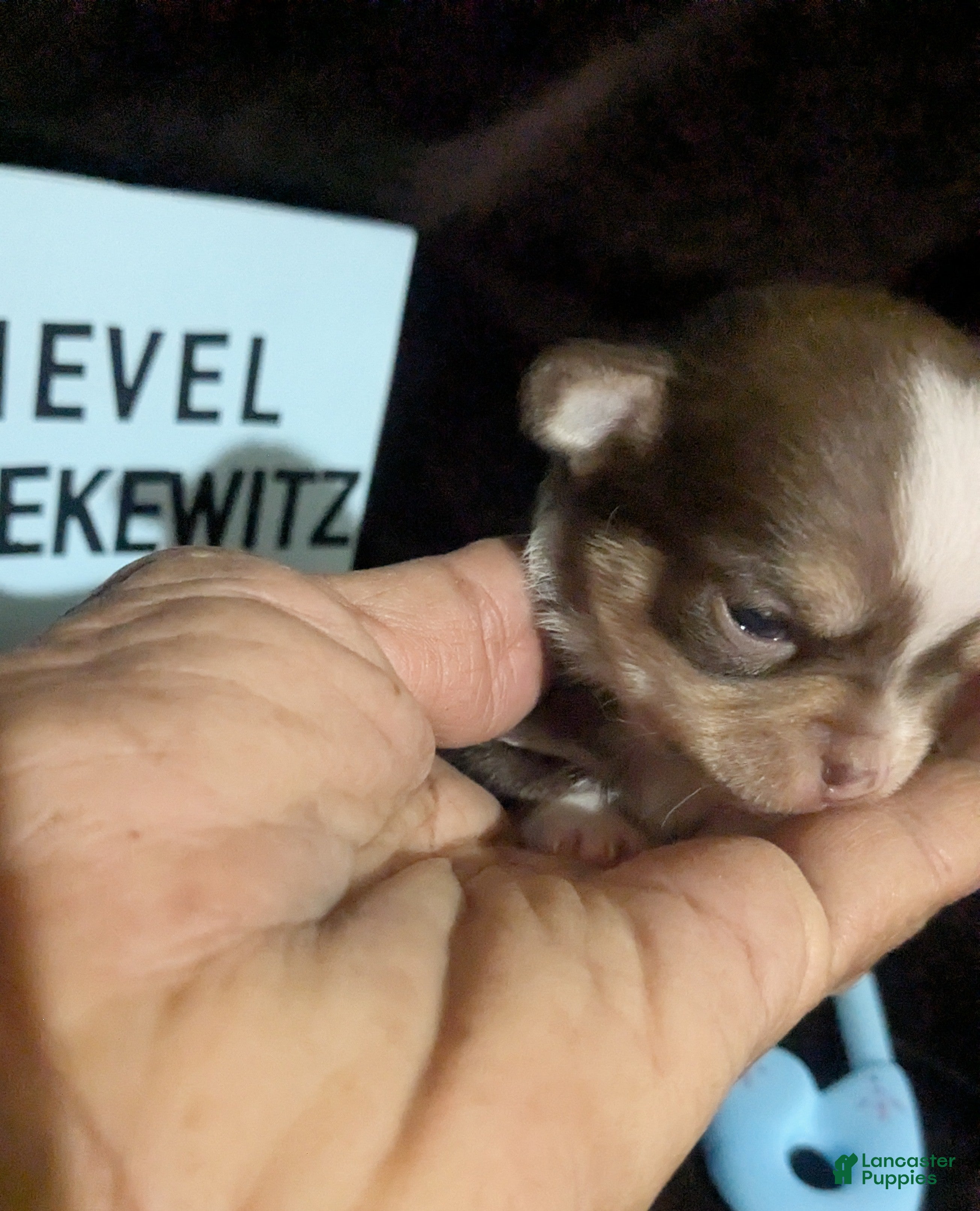 Chihuahua dogs Fievel Mousekowitz    - Ad 14