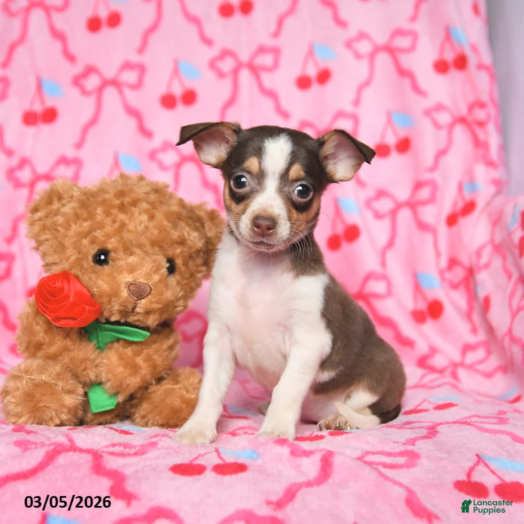 Chihuahua dogs for sale: Candy - Ad 2