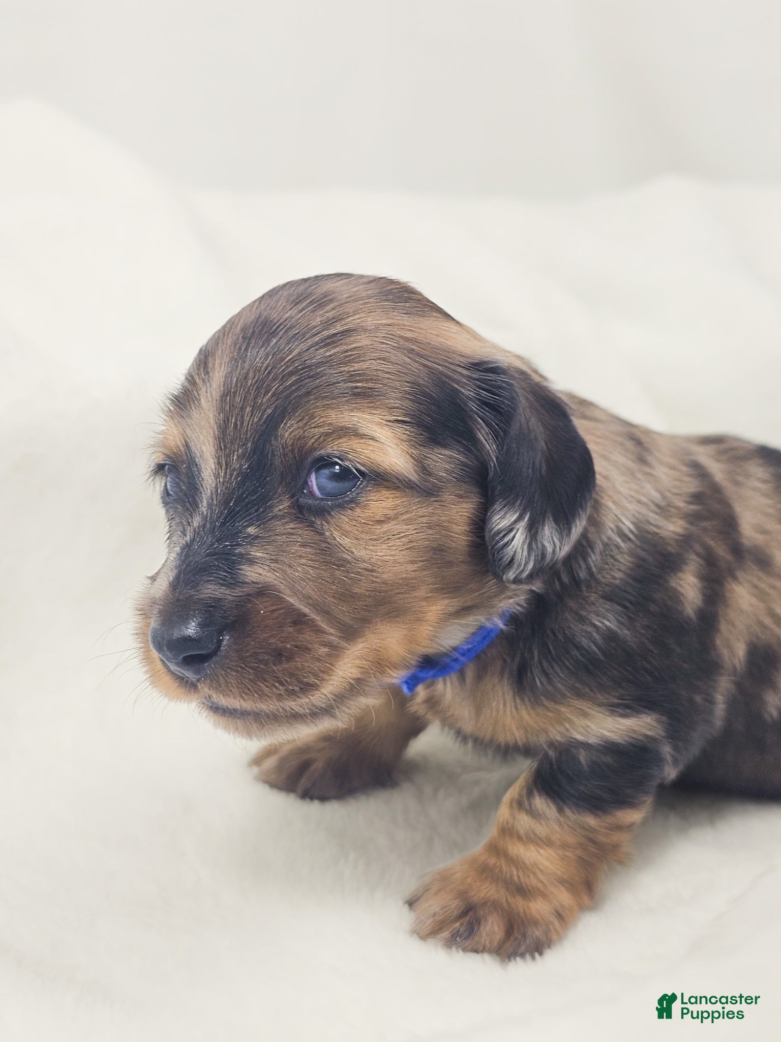 Miniature Dachshund dogs Bucket - Ad 22