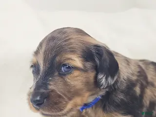 Miniature Dachshund dogs Bucket - Ad 22