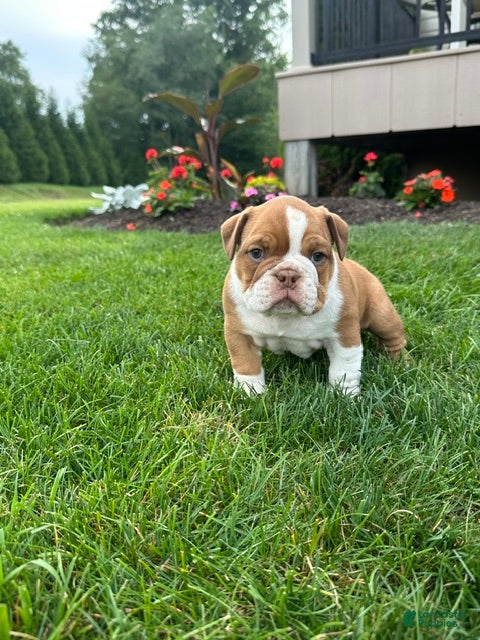English Bulldog dogs Bella - Ad 1