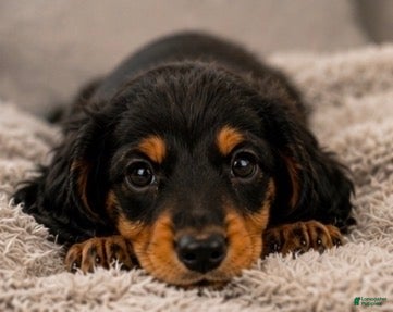 Miniature Dachshund dogs George - Ad 2