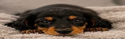 Miniature Dachshund dogs for sale: George - Ad 2