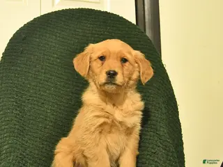 Golden Retriever dogs Buttercup - Ad 29