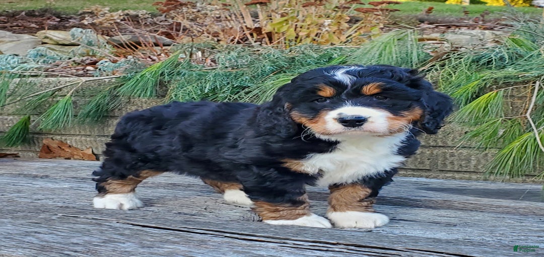 Gallery Image {{count}}