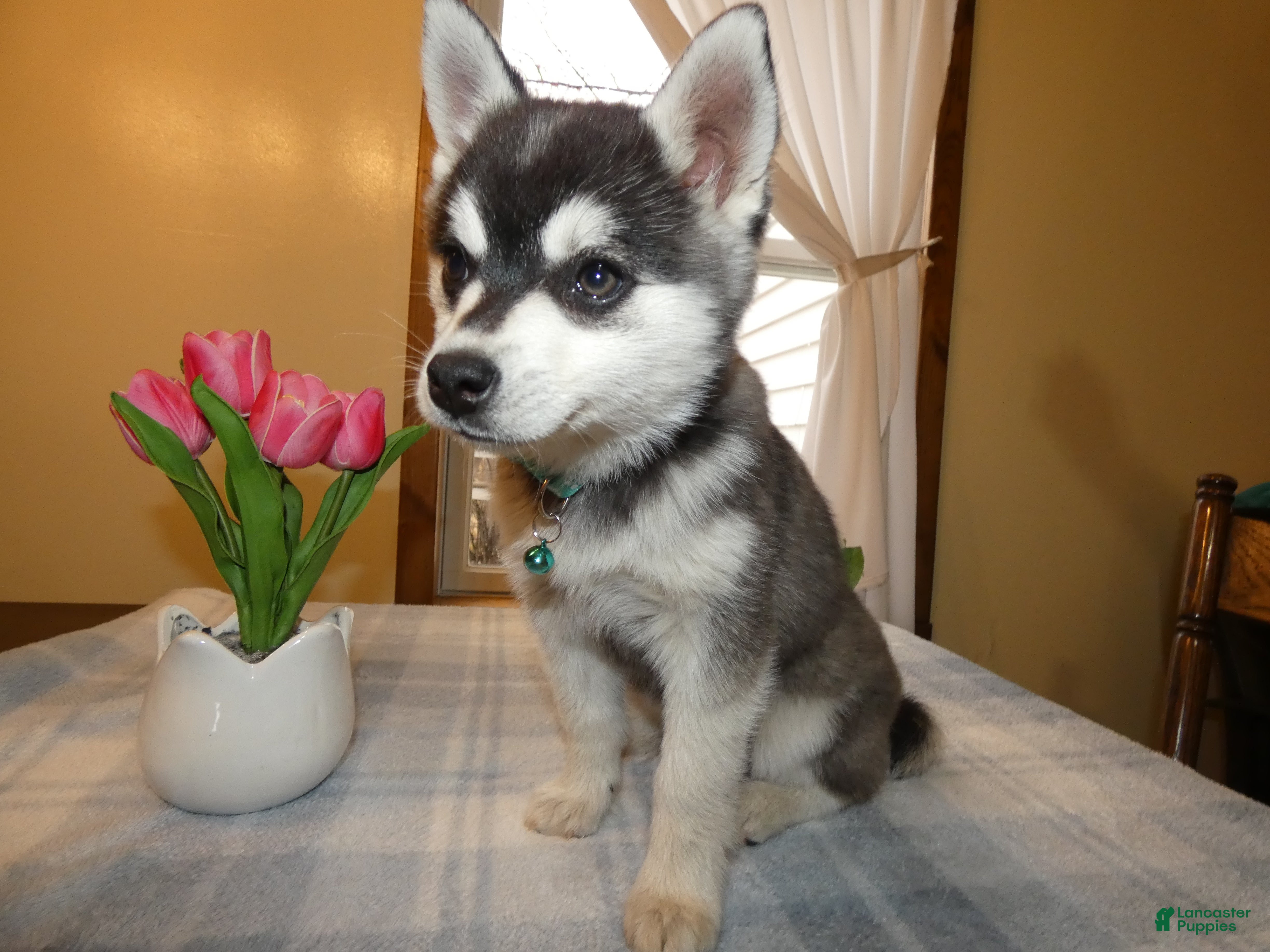 Alaskan Klee Kai dogs Alaskan Klee Kai Puppy 1 - Ad 3