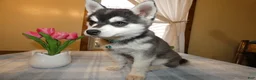 Alaskan Klee Kai dogs for sale: Alaskan Klee Kai Puppy 1 - Ad 1